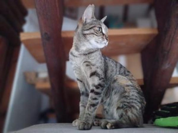 Ella, selbstbewusste Schmuserin, 1Jahr