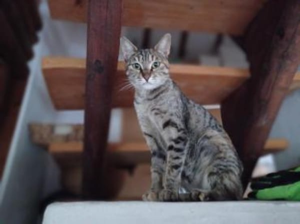 Ella, selbstbewusste Schmuserin, 1Jahr