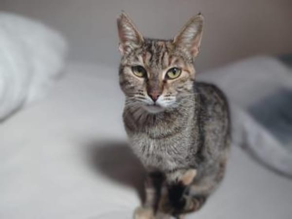 Ella, selbstbewusste Schmuserin, 1Jahr