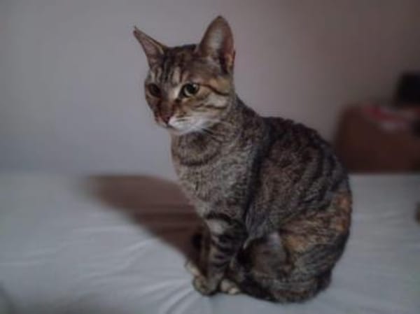 Ella, selbstbewusste Schmuserin, 1Jahr