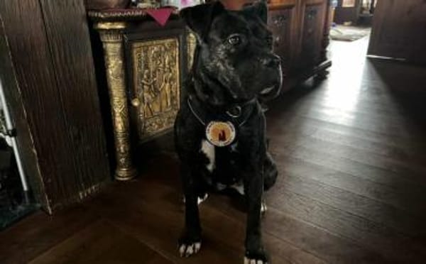 Isabel sucht Zuhause