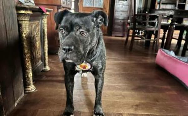 Isabel sucht Zuhause