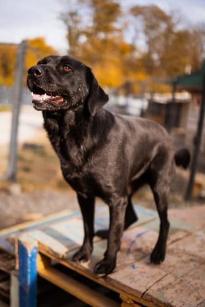 ARCHIEin 66583 Spiesen-Elversberg