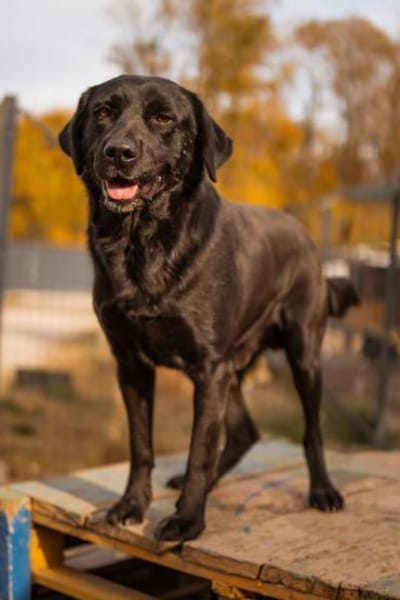 ARCHIEin 66583 Spiesen-Elversberg