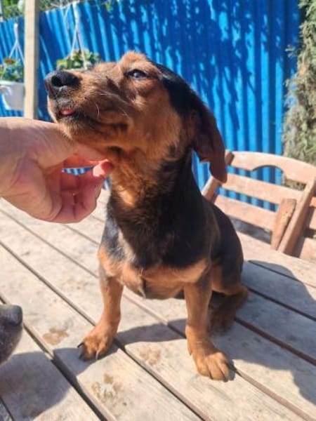 Nolang, schüchterner Herzenshund, ca. 1