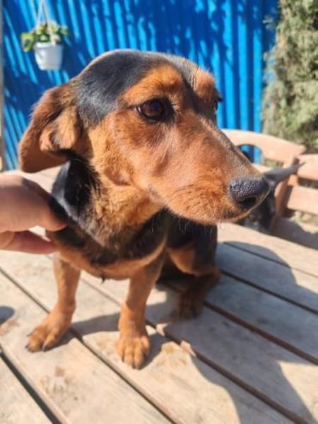 Nolang, schüchterner Herzenshund, ca. 1