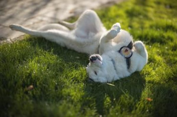Frohnatur Atlas wartet auf dich!