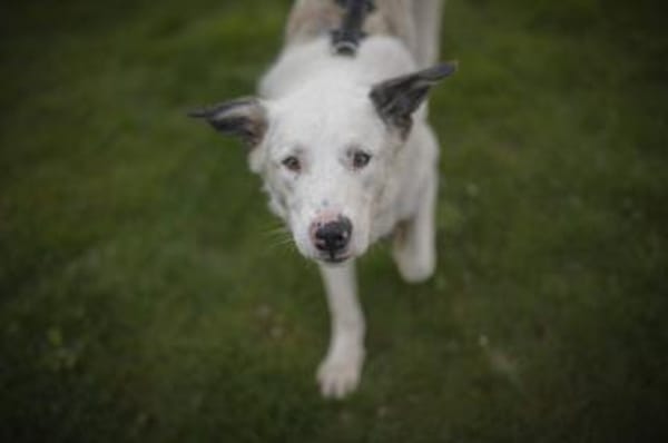 Frohnatur Atlas wartet auf dich!