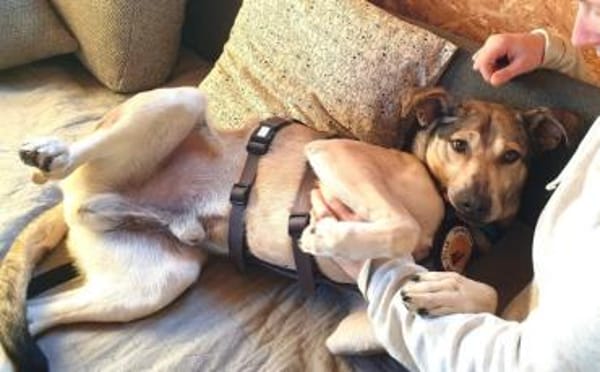 Janeiro sucht vertrauensvolles Zuhause