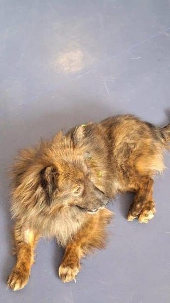 Traumrüde Gordy auf PS 91247