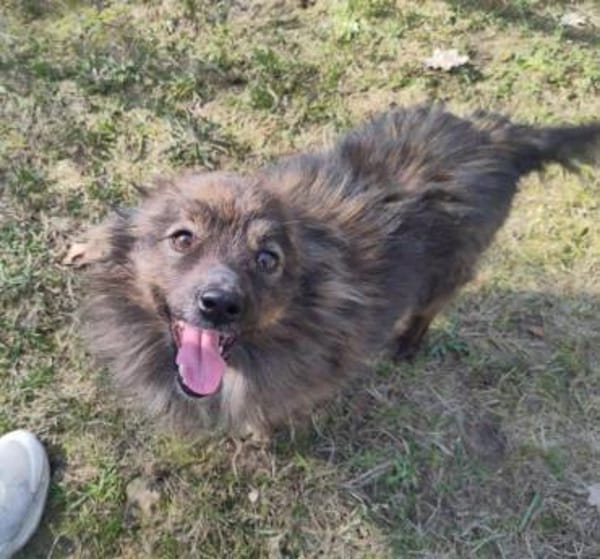 Traumrüde Gordy auf PS 91247