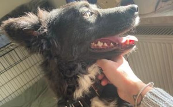 Kämpferin Sayana sucht ein Zuhause