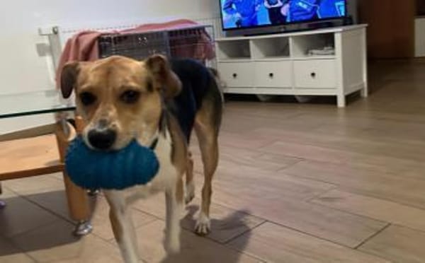 Zuhause gesucht für Samu