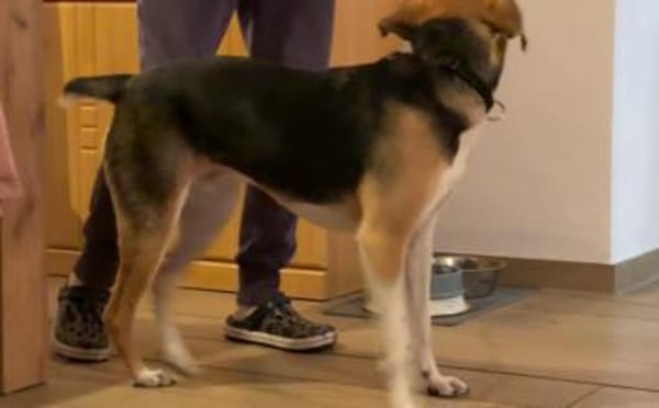 Zuhause gesucht für Samu