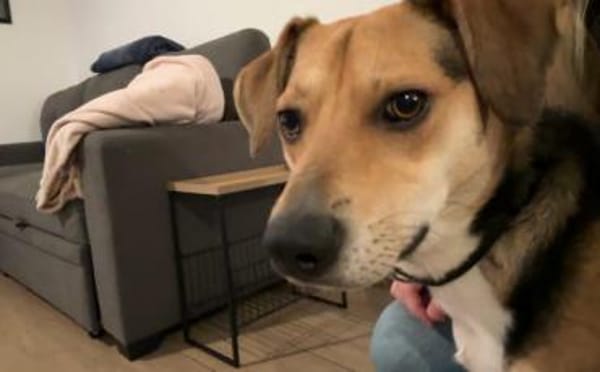 Zuhause gesucht für Samu