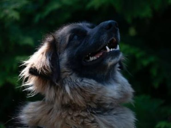 Tolle Loya sucht ihr Zuhause