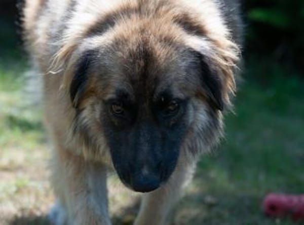 Tolle Loya sucht ihr Zuhause