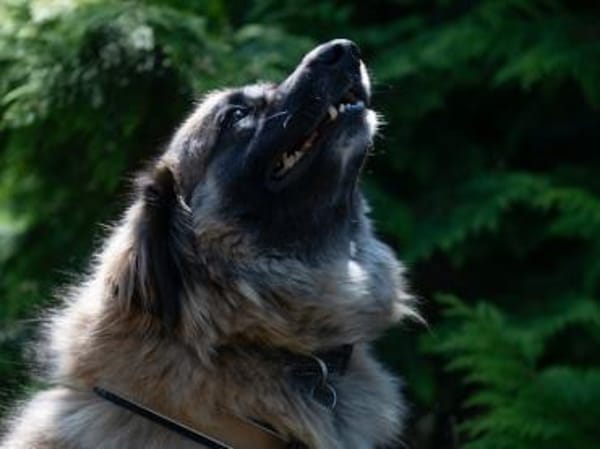 Tolle Loya sucht ihr Zuhause