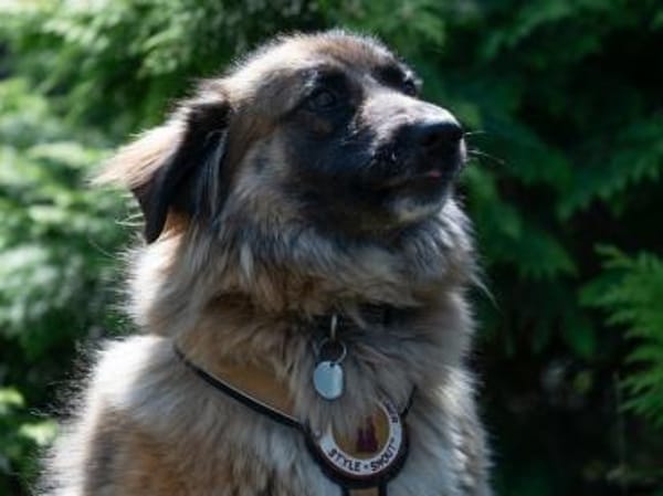 Tolle Loya sucht ihr Zuhause