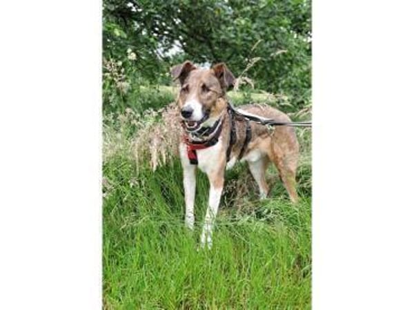 Milas  wartet in 63533 Mainhausen