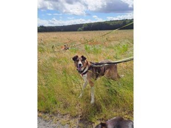 Milas  wartet in 63533 Mainhausen