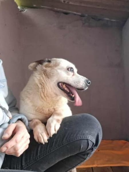 Ida - Senioren- / Gnadenplatz gesucht