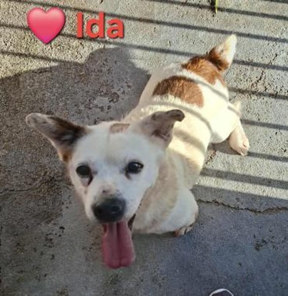 Ida - Senioren- / Gnadenplatz gesucht