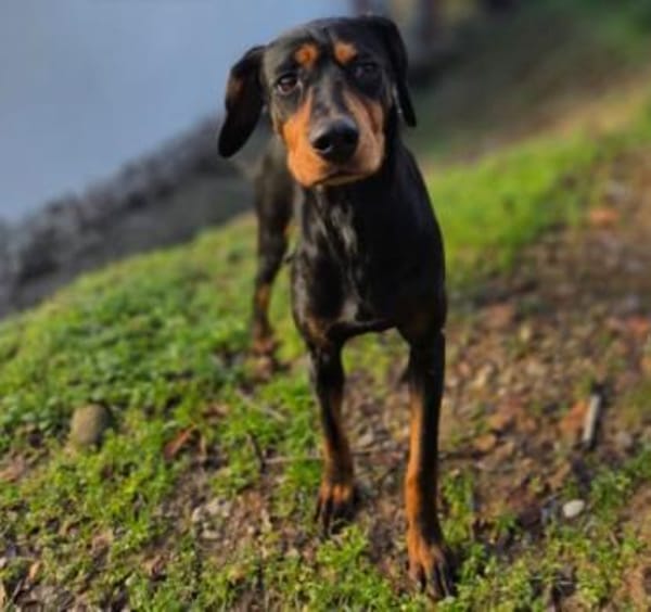 Jarah - aktive, hübsche Hündin