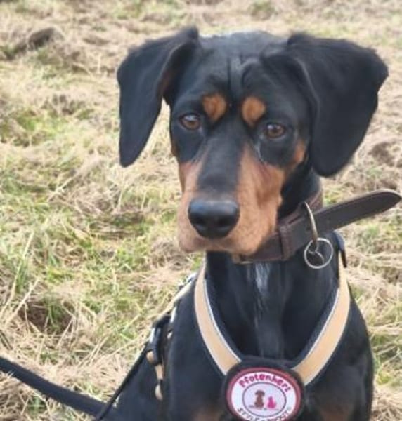 Jarah - aktive, hübsche Hündin