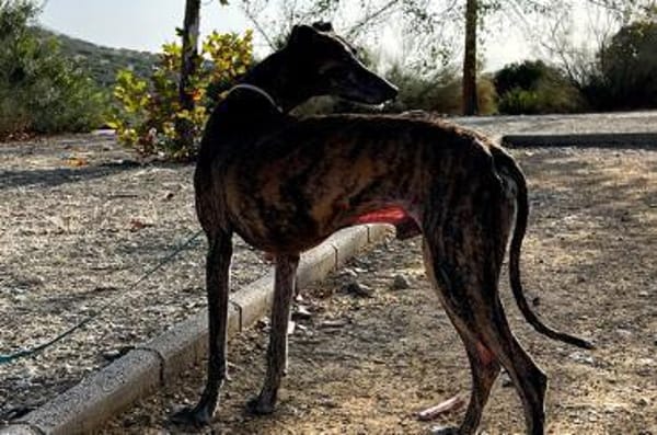 Golfo-freundlicher, intelligenter Schatz