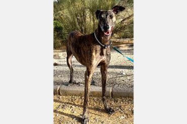 Golfo-freundlicher, intelligenter Schatz