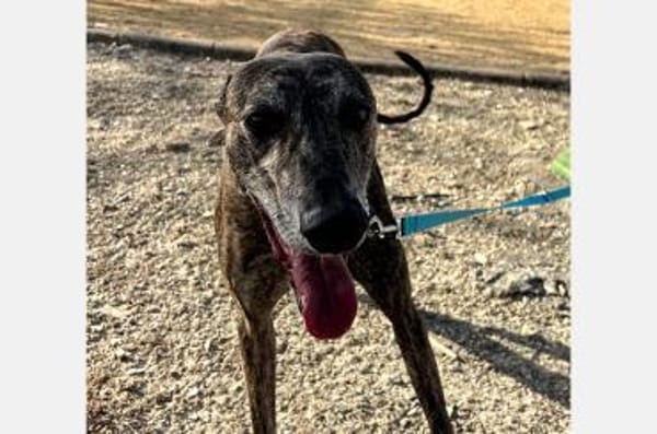 Golfo-freundlicher, intelligenter Schatz