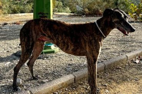 Golfo-freundlicher, intelligenter Schatz