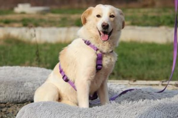 Luna sucht ihre Menschen....