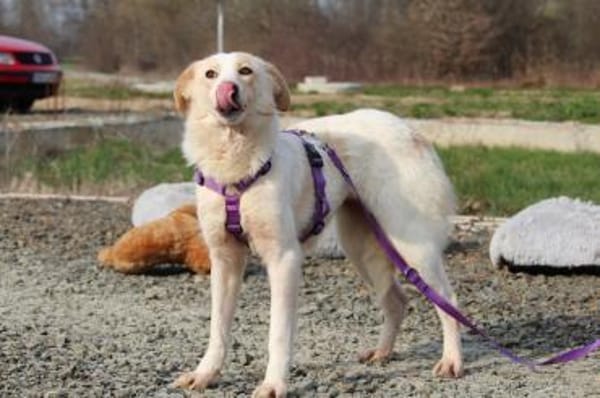 Luna sucht ihre Menschen....