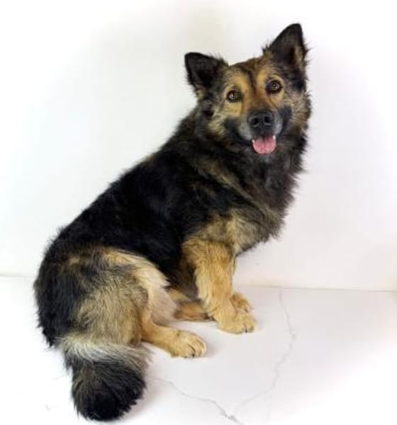 Sky wartet in 06347 Gerbstedt