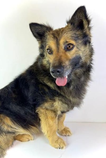 Sky wartet in 06347 Gerbstedt