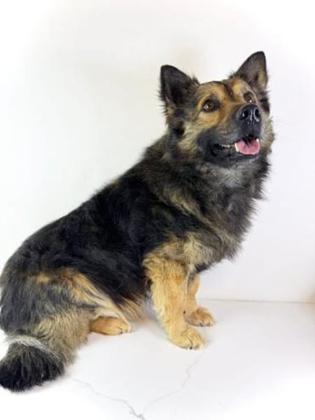 Sky wartet in 06347 Gerbstedt