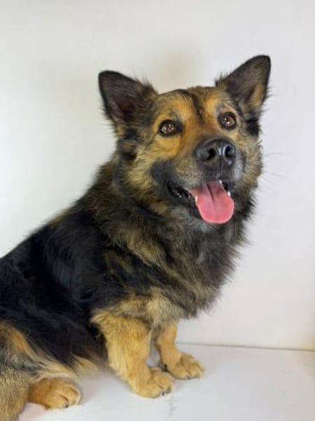 Sky wartet in 06347 Gerbstedt