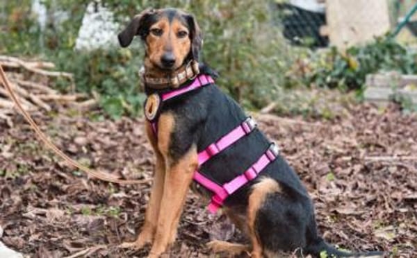 Carlotta sucht eine aktive Familie