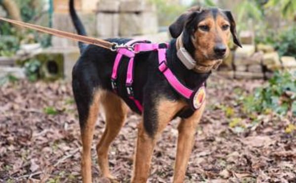 Carlotta sucht eine aktive Familie