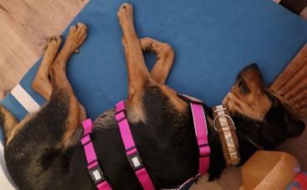 Carlotta sucht eine aktive Familie