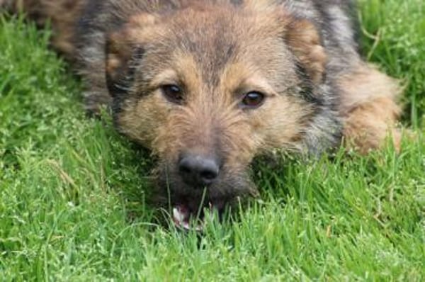 Til - fröhlich u. sehr verspielt