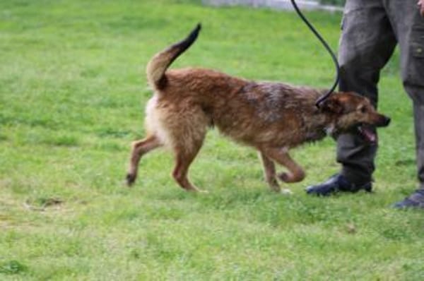 Til - fröhlich u. sehr verspielt