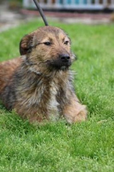 Til - fröhlich u. sehr verspielt