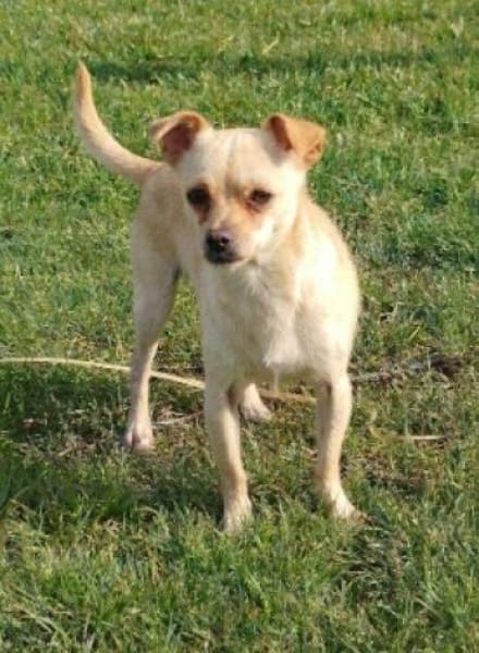 Toby sucht ein liebevolles Zuhause...