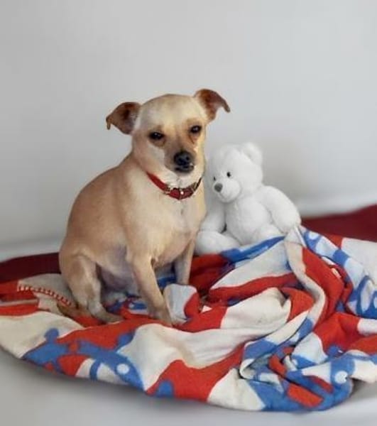 Toby sucht ein liebevolles Zuhause...