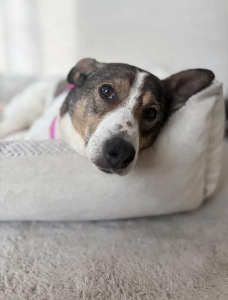 Zauberhafte Princess sucht ihre Menschen