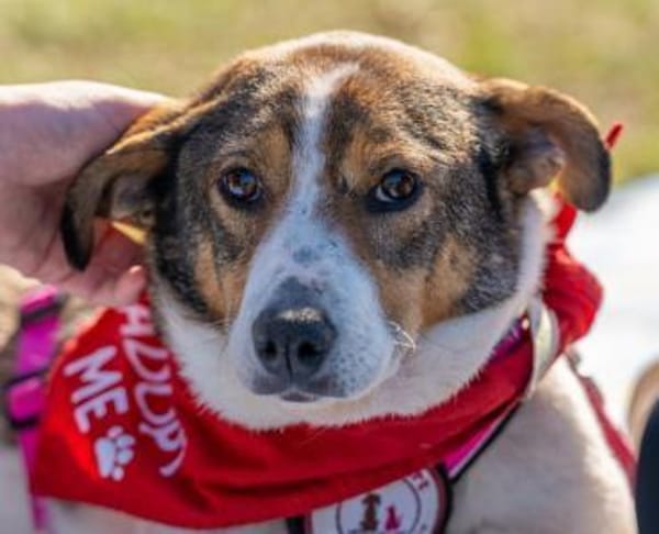 Zauberhafte Princess sucht ihre Menschen