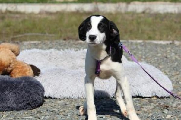 Kaito sucht ihr neues zu Hause ....